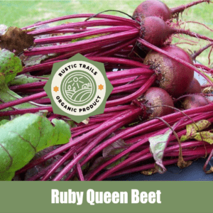 Ruby Queen Beet (Beta vulgaris var. rubra)